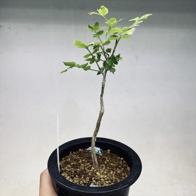 ブルセラのおすすめ人気商品一覧 通販 - Yahoo!ショッピング