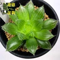 多肉植物 Niハオルチア オブツーサ交配美種 夏物語 多肉植物 カクタスニシさん苗 ハオルチア 7 5cmポット Z フラワーネット日本花キ流通 通販 Yahoo ショッピング