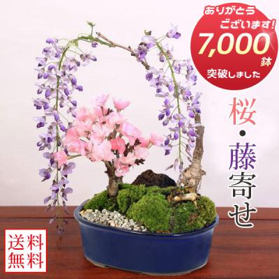 遊恵盆栽 Yahoo!店 - 藤盆栽｜Yahoo!ショッピング