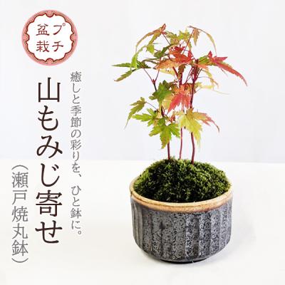遊恵盆栽 Yahoo!店 - 新着商品｜Yahoo!ショッピング