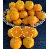 ふるさと納税 有田川町 有田みかん　青秀　S、Мサイズ　10kg　　【マルシ農園】 | Yahoo!ふるさと納税