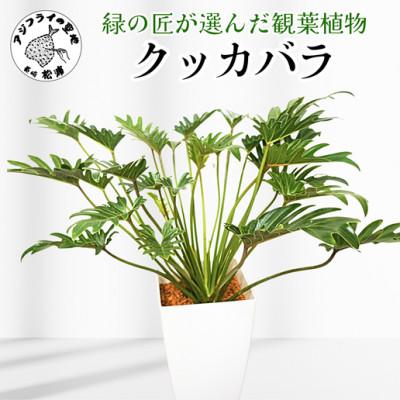 クッカバラ セローム（観葉植物） | 花、ガーデニング のおすすめ人気