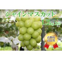 ふるさと納税 山梨市 シャインマスカット 計1.2kg(2房) | Yahoo!ふるさと納税