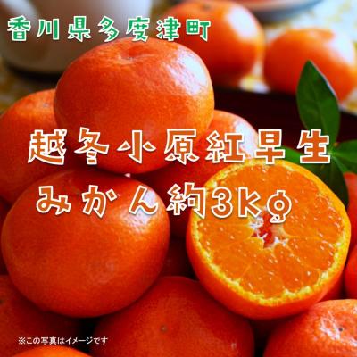 越冬紅みかんのおすすめ人気商品一覧 通販 - Yahoo!ショッピング