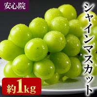 ふるさと納税 宇佐市 <2026年発送>シャインマスカット1kg【106300101】【大分県農協北部エリア】 | Yahoo!ふるさと納税