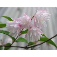 ウツギ 空木 ピンクポンポン 3株セット 八重咲き 手毬状 植木 庭木 苗木 花木 落葉中低木 N0031 Otk エストアガーデン 通販 Yahoo ショッピング