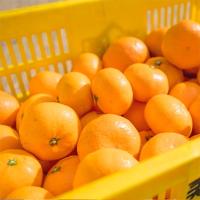 ふるさと納税 海南市 こだわり栽培で育った年明け蔵出し本貯蔵みかん　約3kg | さとふる