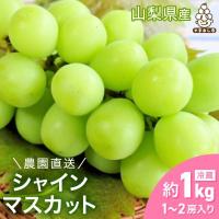 ふるさと納税 山梨市 農園直送!濃厚シャインマスカット約1kg(1〜2房) | さとふる