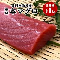 ふるさと納税 長門市 油谷産養殖本マグロ　赤身柵　1kg(1356) | さとふる