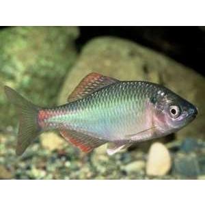 フォーカス ヤフー店 - 婚姻色の綺麗なタナゴ｜Yahoo!ショッピング