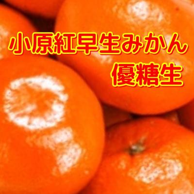 小原紅早生 苗木 3年のおすすめ人気商品一覧 通販 - Yahoo!ショッピング