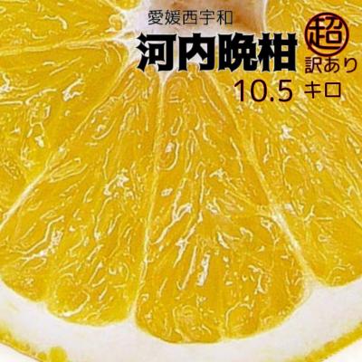 なーちゃん　河内晩柑7kg×２箱ぐるりん 河内晩柑｜新口農園｜オンラインショップ – SHINGUCHI FARM