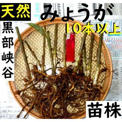 みょうが 地下茎のおすすめ人気商品一覧 通販 - Yahoo!ショッピング