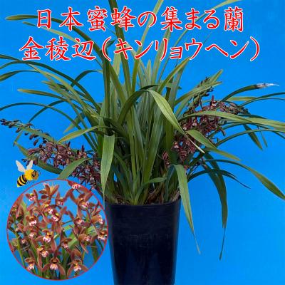 キンリョウヘン 蘭の商品一覧 通販 - Yahoo!ショッピング キンリョウヘン 蘭の商品一覧 通販 - Yahoo!ショッピング