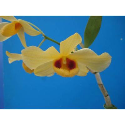 山田蘭園 - デンドロビウム原種｜Yahoo!ショッピング