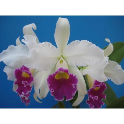 山田蘭園 - カトレア交配種｜Yahoo!ショッピング