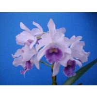 山田蘭園 - カトレア交配種｜Yahoo!ショッピング