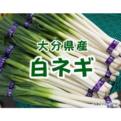 白ネギのおすすめ人気商品一覧 通販 - Yahoo!ショッピング