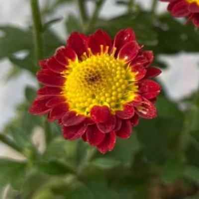 やましち山野草店 - 商品一覧（おすすめ順） - 売れ筋通販 - Yahoo