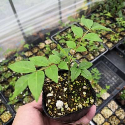 やましち山野草店 - キンリョウヘン（金稜辺）｜Yahoo!ショッピング