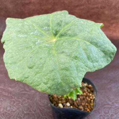 山野草ヤマシャクヤクいわし雲×祖谷中津山　交配種 山野草ヤマシャクヤクいわし雲×祖谷中津山 交配種 【公式通販】