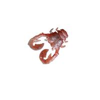 ジャッカル　ちびチヌ蟹 1インチ グローボケジャコ | 釣具のFTO ヤフー店