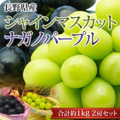 長野パープル苗木 直立2本出し　BKシードレス苗木セット 長野パープル苗木 直立2本出し BKシードレス苗木セット 【公式通販】