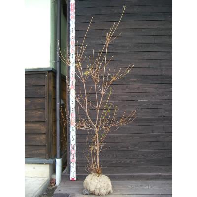 コバノミツバツツジ（花、ガーデニング）のおすすめ人気商品一覧 通販