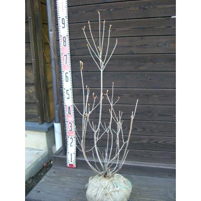 ゲンカイツツジ（落葉樹の植木、庭木）｜苗木、植木 | 花