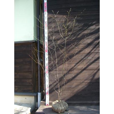 クロモジ/大株立ち《山採り/天然株》【現品発送】管理60989