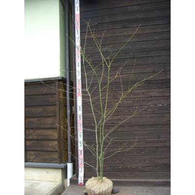 ヤマモミジ 株立ち（落葉樹の植木、庭木）｜苗木、植木 | 花