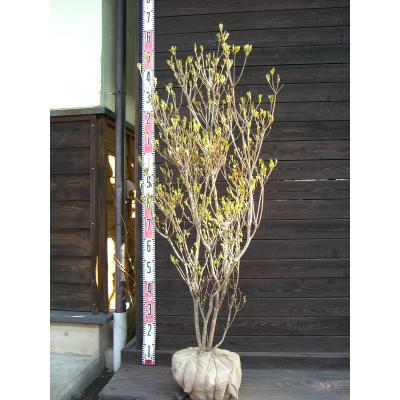 ヤマツツジのおすすめ人気商品一覧 通販 - Yahoo!ショッピング