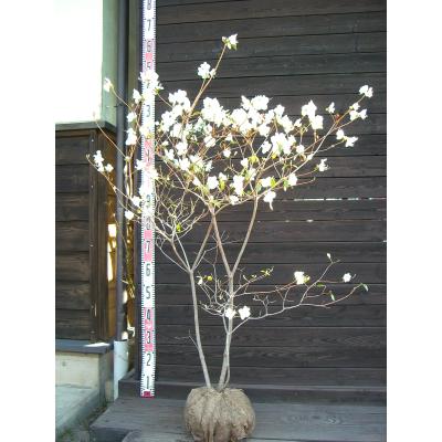 ゲンカイツツジ（落葉樹の植木、庭木）｜苗木、植木 | 花