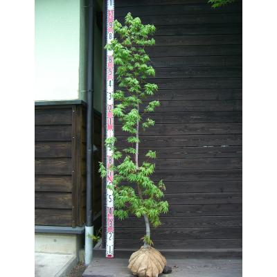 カエデ モミジ（苗木、植木） | 花、ガーデニング のおすすめ