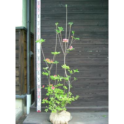 ヤマツツジ/大株【現品発送】管理70731 ヤマツツジ/大株【現品発送】管理70731 - メルカリ