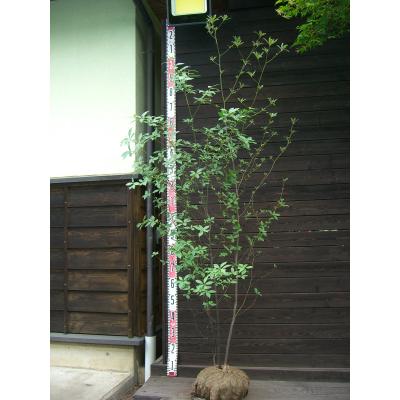 クロモジ/大株立ち《山採り/天然株》【現品発送】管理60989
