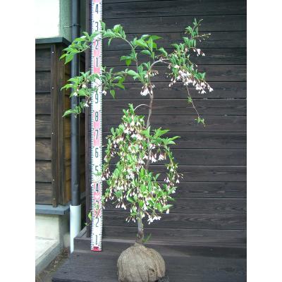 現品》シダレエゴノキ白花樹高1.6m（根鉢含まず）06【庭木/苗木/植木】