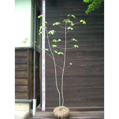アオダモ　株立　3mオーバー　下草＋溶岩石セット 楽天市場】アオダモ 株 立ち 3mの通販