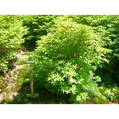 【専用】アカヤシオツツジ/特大株【現品発送】管理70659 シロヤシオツツジ/特大株【現品発送】管理70370