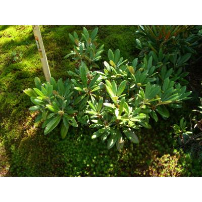 オキシャクナゲ/濃色【現品発送】管理70621 オキシャクナゲ/濃色【現品発送】管理70621 横の植木屋さん