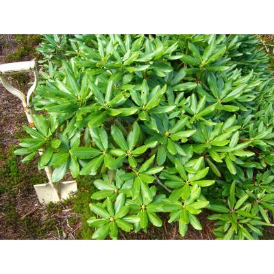 横の植木屋さん - シャクナゲ｜Yahoo!ショッピング