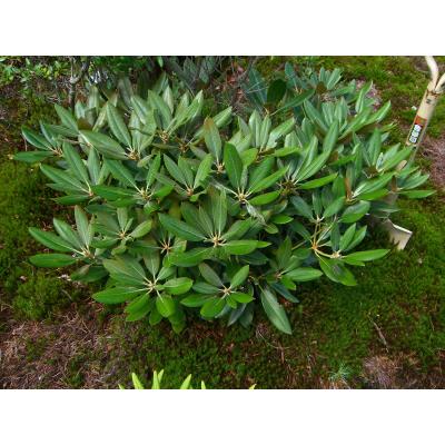 横の植木屋さん - シャクナゲ｜Yahoo!ショッピング