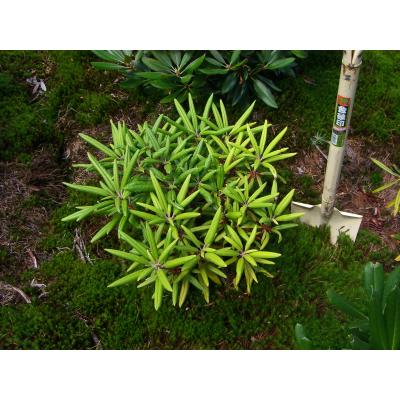 横の植木屋さん - シャクナゲ｜Yahoo!ショッピング