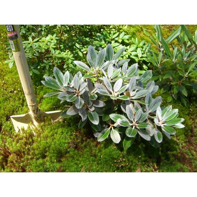 キバナシャクナゲ/小葉性/大株【現品発送】管理60895 1627534562_502ee94f197759197e1