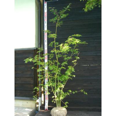 北の蝦夷　紅葉　苗木　 1メートル　大小セット 北の蝦夷 紅葉 苗木 1メートル 大小セット