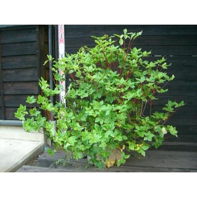 アカヤシオツツジ/大株【現品発送】管理70676