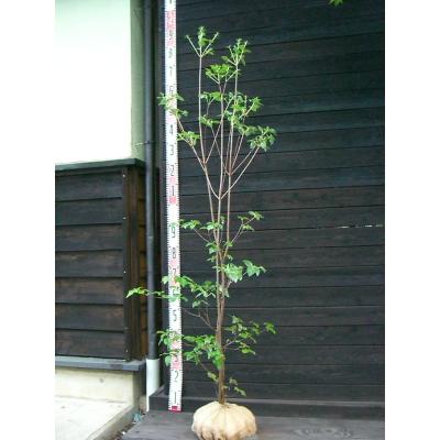 ミツバツツジ（苗木、植木） | 花、ガーデニング のおすすめ人気