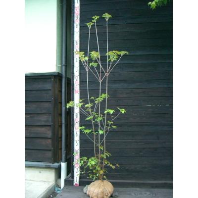 ミツバツツジ（苗木、植木） | 花、ガーデニング のおすすめ人気