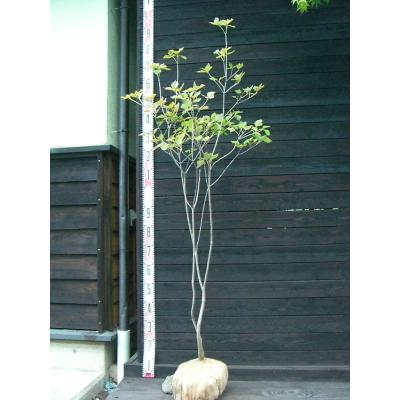 ミツバツツジ（苗木、植木） | 花、ガーデニング のおすすめ人気