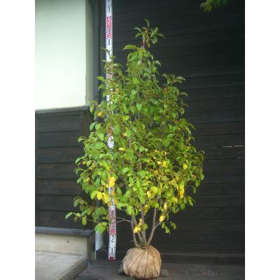 シャラ ナツツバキ（苗木、植木） | 花、ガーデニング のおすすめ人気